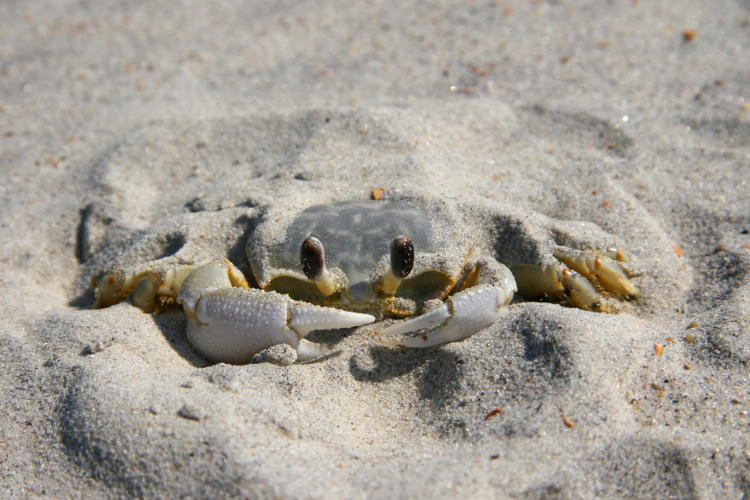 ghost crab semi-buried