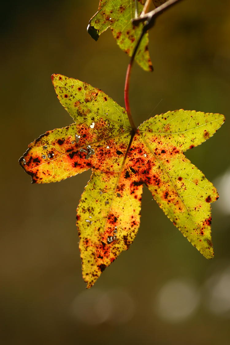 Backlit American sweetgum Liquidambar styraciflua leaf