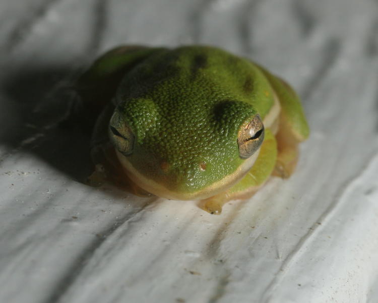 green treefrog Hyla cinerea in portrait