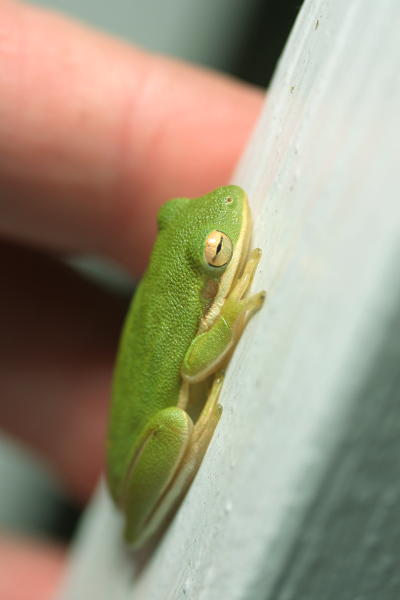 green treefrog Hyla cinerea with fingers for scale