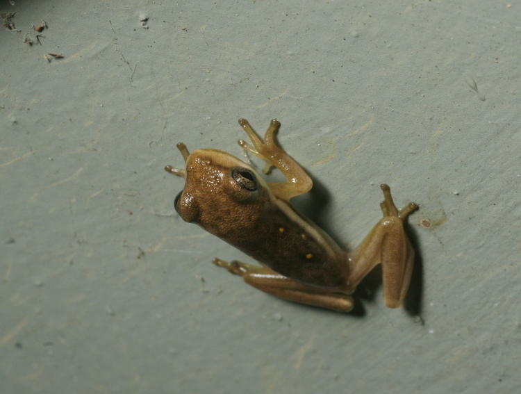 very young green treefrog Hyla cinerea with bronze coloration on wall