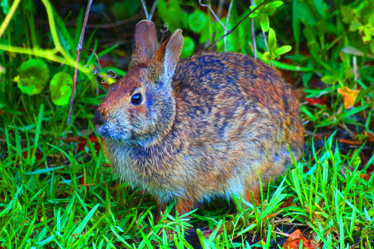 marsh rabbit over-saturated