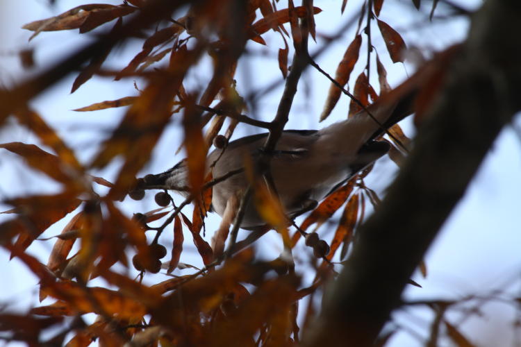 northern mockingbird Mimus polyglottos snagging acorns