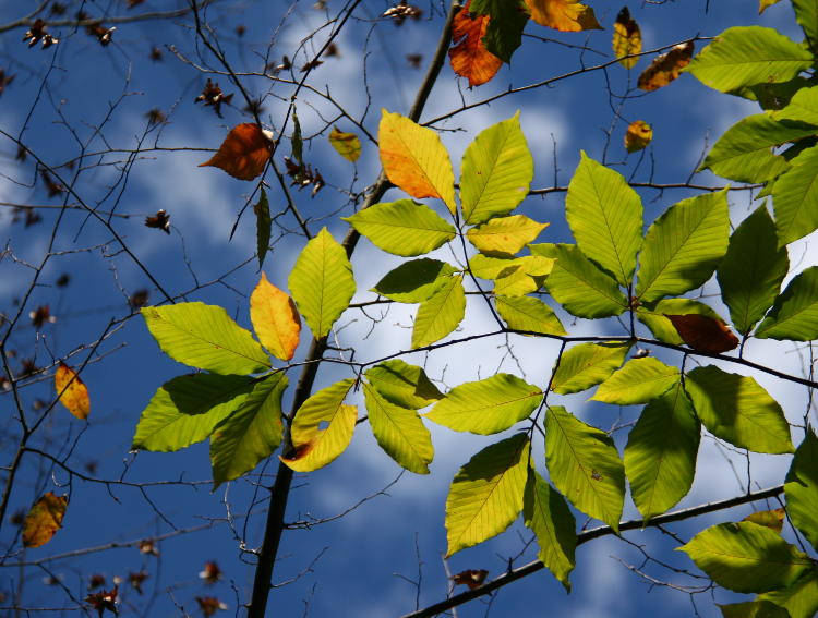 backlit leaves against bright sky