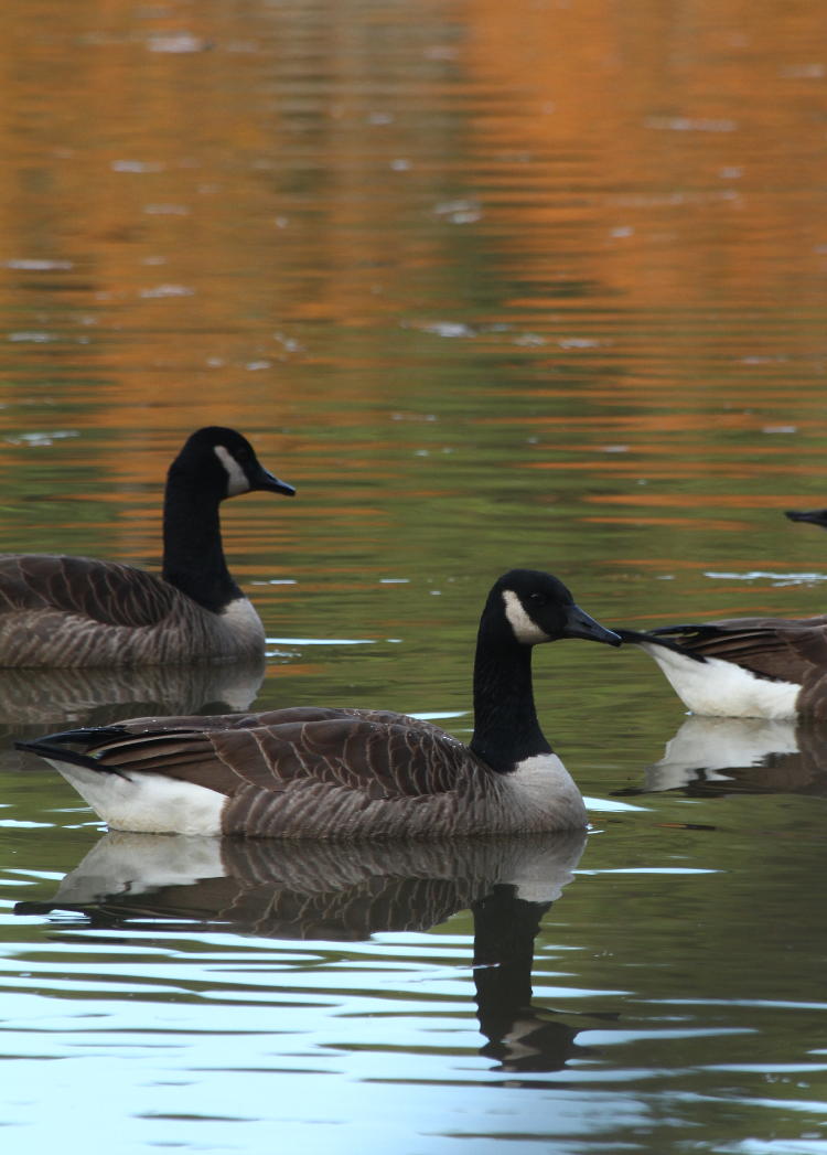 Canada geese Branta canadensis against reflections of fall colors