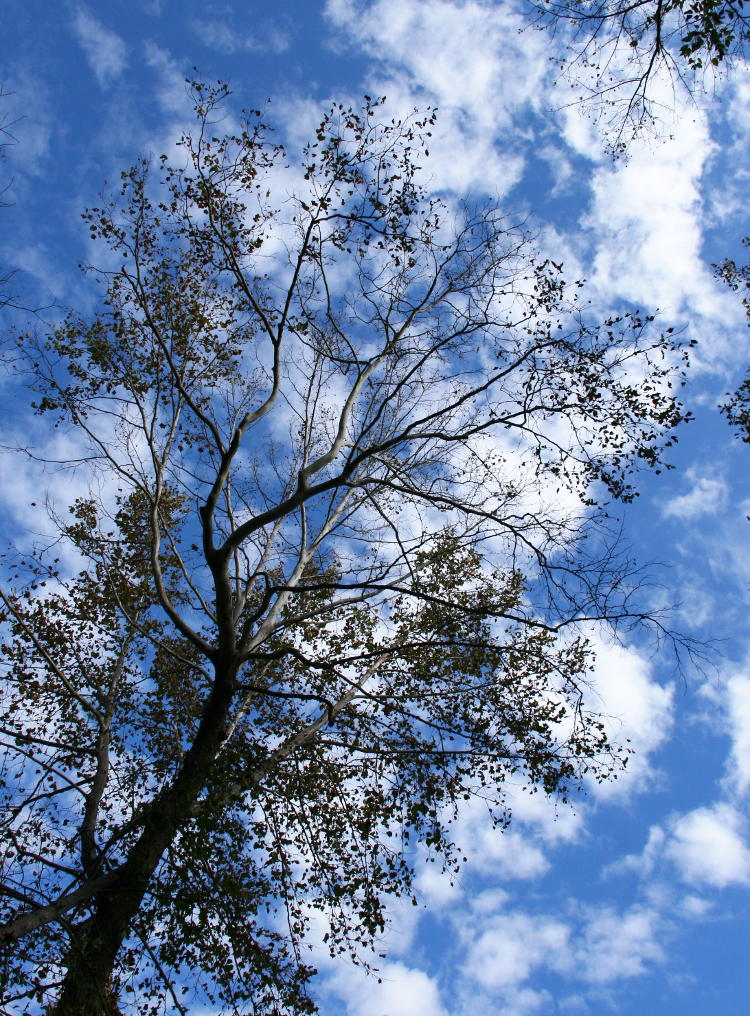 stark tree against unidentified clouds