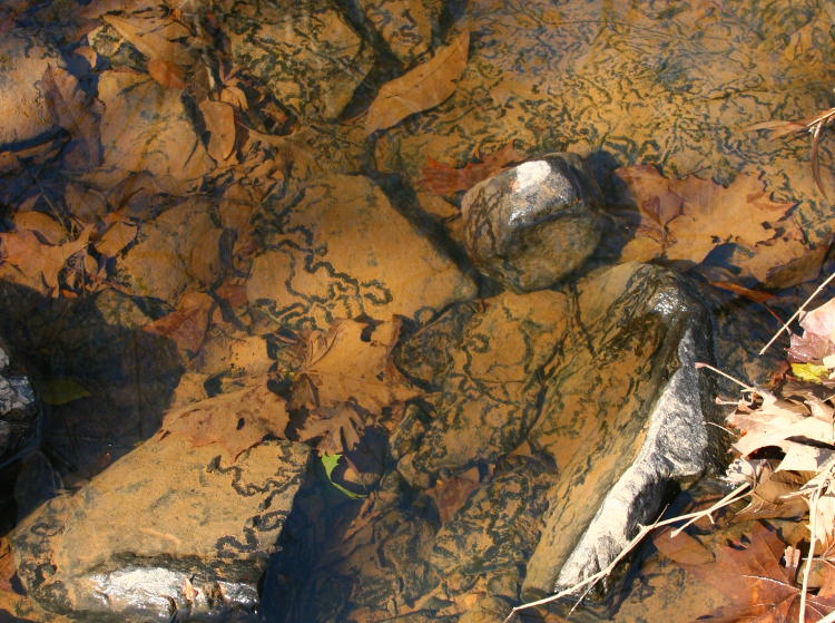 snail trails through silt on rocks in bed of Eno River