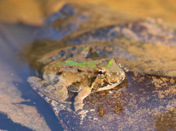 cricket frog, possibly southern variant, Acris gryllus