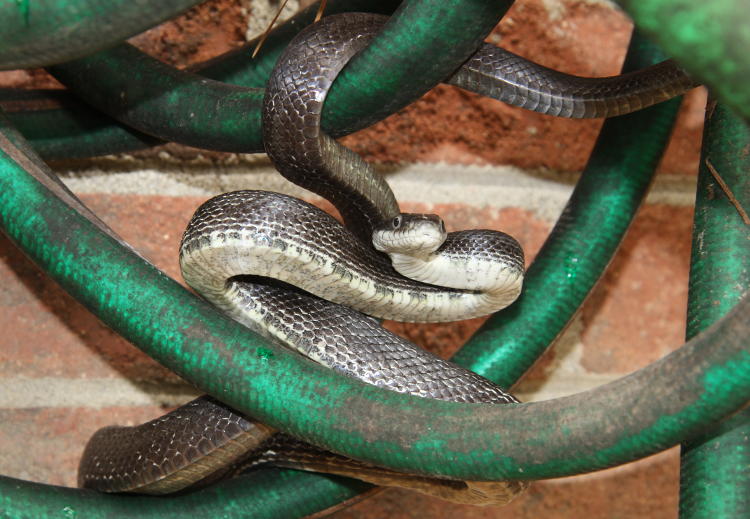 black rat snake Pantherophis obsoletus alert in coiled garden hose