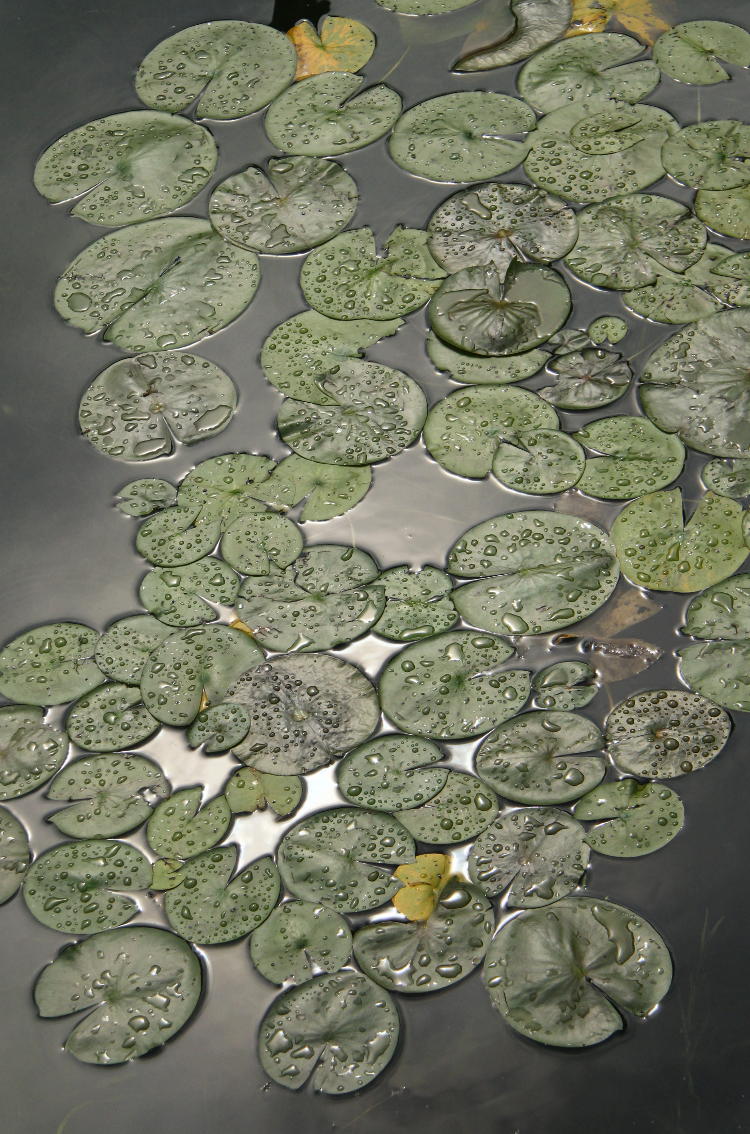 lily pads after rain