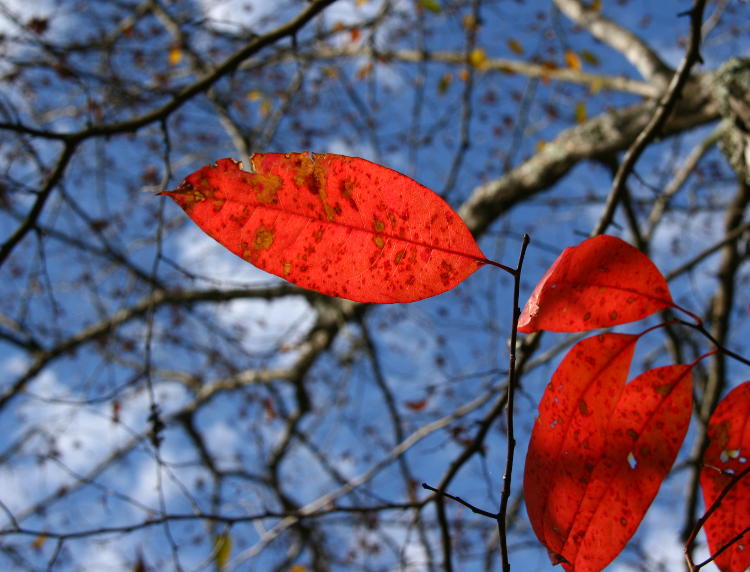 bright red backlit leaf against blue sky