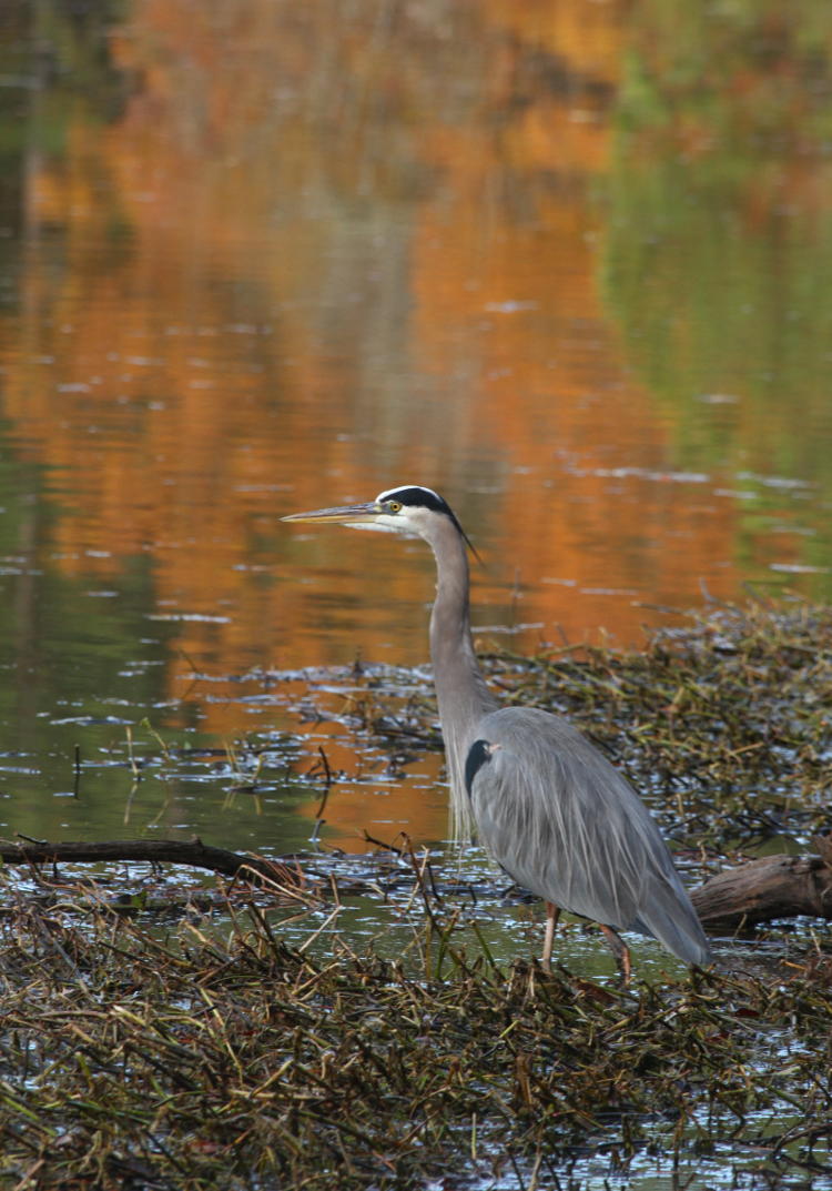 great blue heron Ardea herodias against reflections of fall colors