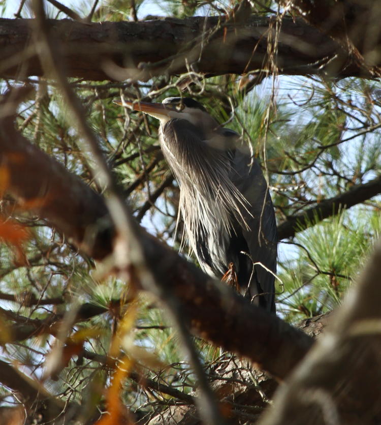 great blue heron Ardea herodias still not quite clear