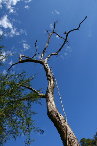 bare tree with cedar too close