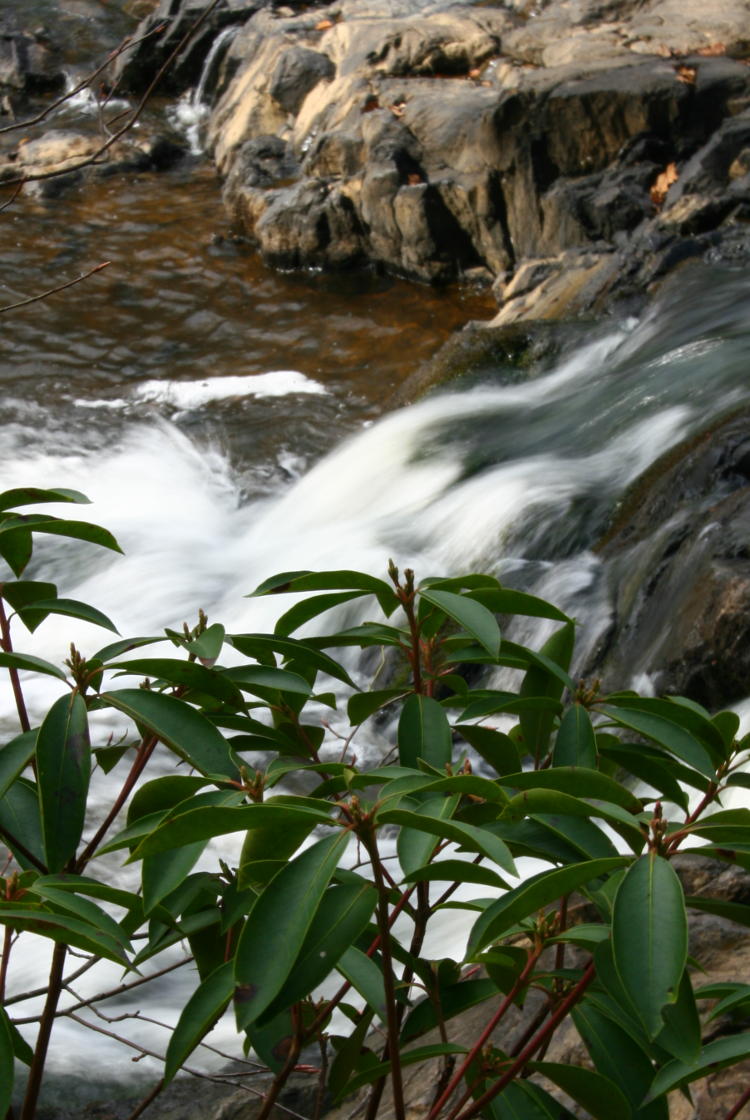 unidentified leaves against torrent on Eno River