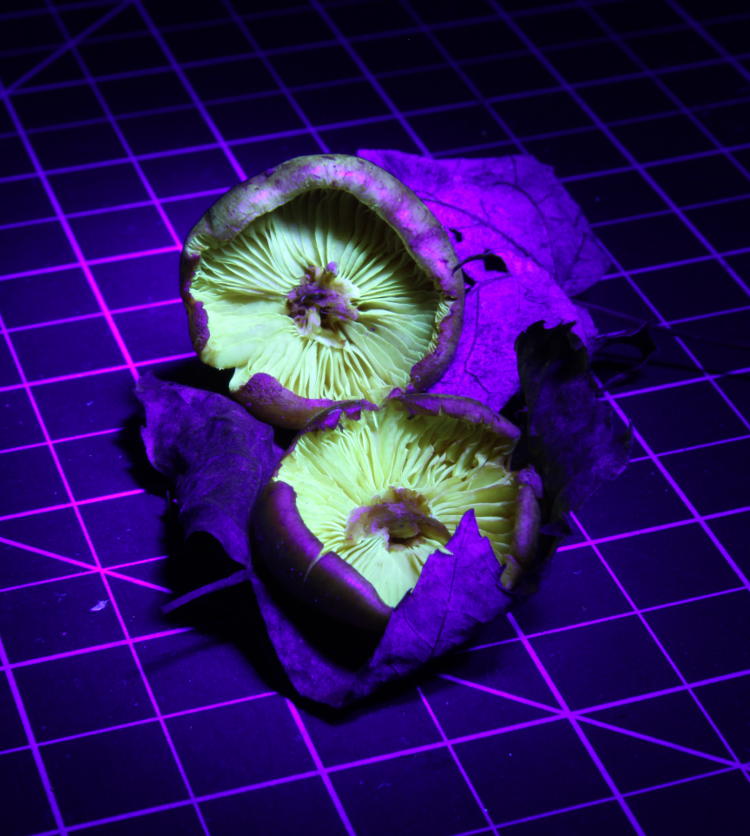 unidentified mushrooms in ultra-violet light