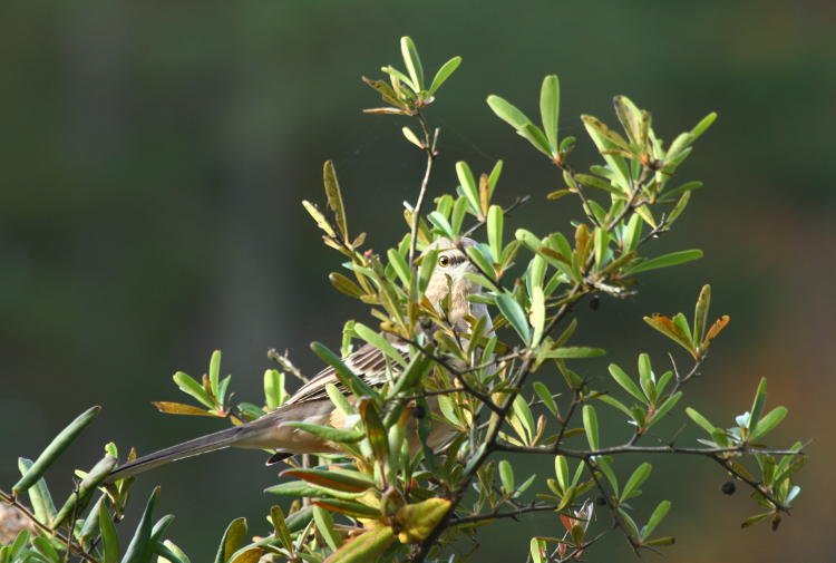 northern mockingbird Mimus polyglottos peeking from between leaves