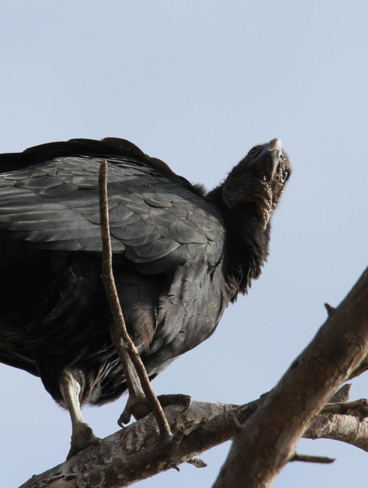 perched black vulture Coragyps atratus seen from below