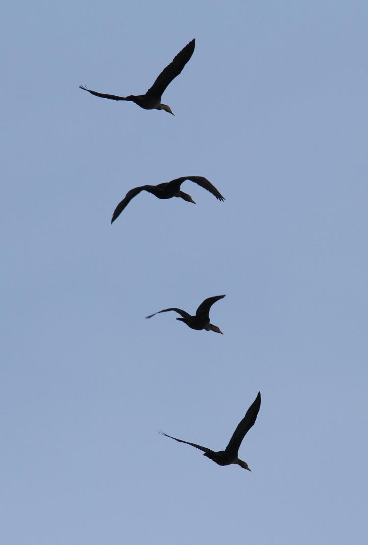 four double-crested cormorants Phalacrocorax auritus pass overhead