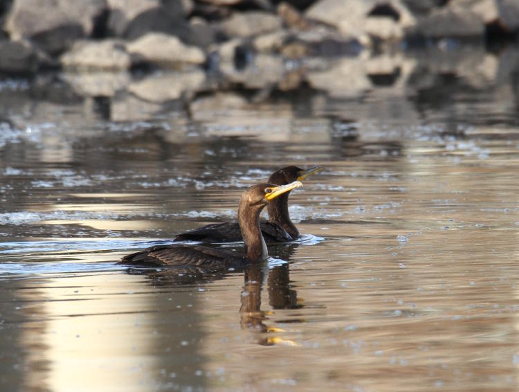 a pair of double-crested cormorants Phalacrocorax auritus depart perch on rocks along Jordan Lake 