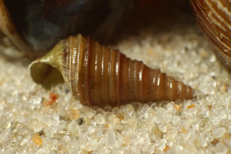 smallest freshwater snail shell with sand