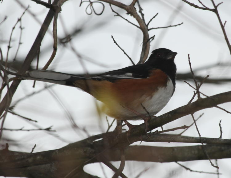 eastern towhee Pipilo erythrophthalmus with fill-flash