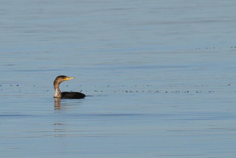 double-crested cormorant Phalacrocorax auritus in water