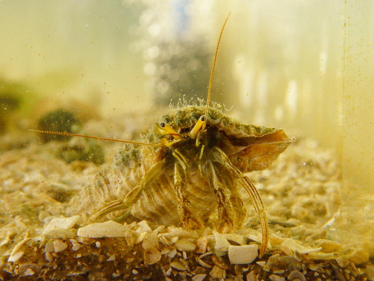 probable thinstripe hermit crab Clibanarius vittatus in small aquarium