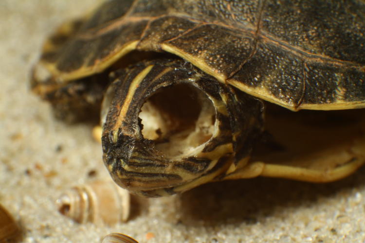 empty eye socket of deceased juvenile river cooter Pseudemys concinna