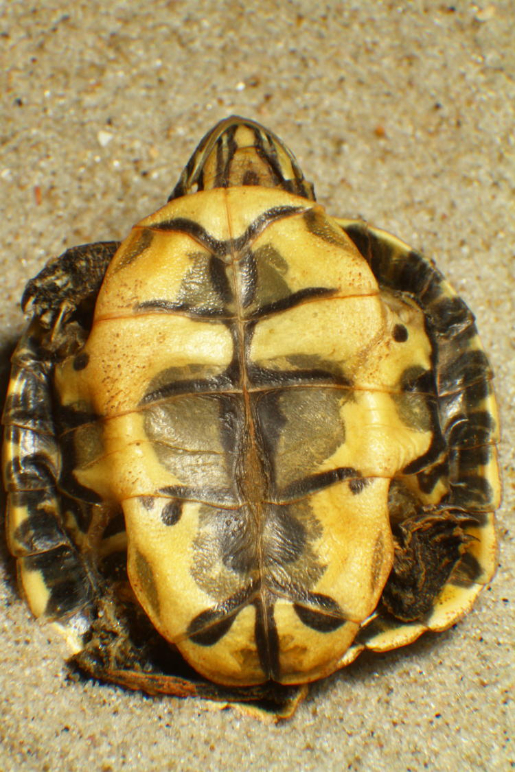 underside and plastron of deceased juvenile river cooter Pseudemys concinna
