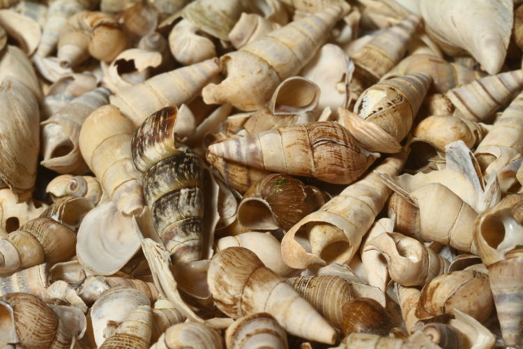 freshwater snail shells from Cayuga Lake