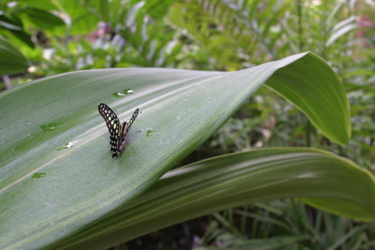 malachite butterfly Siproeta stelenes on broad leaf in NC Museum of Life & Science, Durham