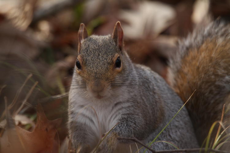 eastern grey squirrel Sciurus carolinensis posed fetchingly