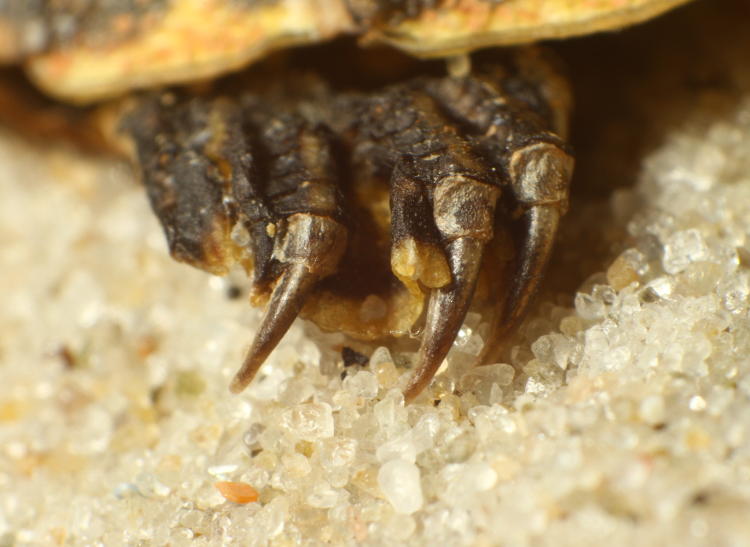 hind claw of deceased juvenile river cooter Pseudemys concinna