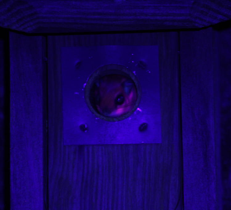 southern flying squirrel Glaucomys volans fluorescing under 395nm UV light