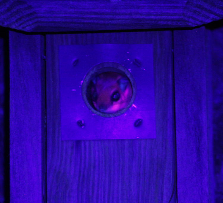 southern flying squirrel Glaucomys volans fluorescing under 395nm UV light