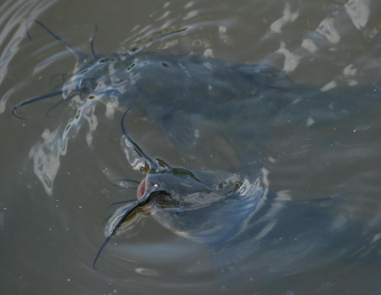 unidentified catfish in botanical garden