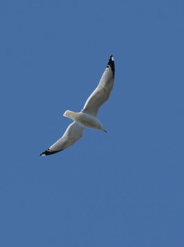 herring gull Larus argentatus wheeling overhead