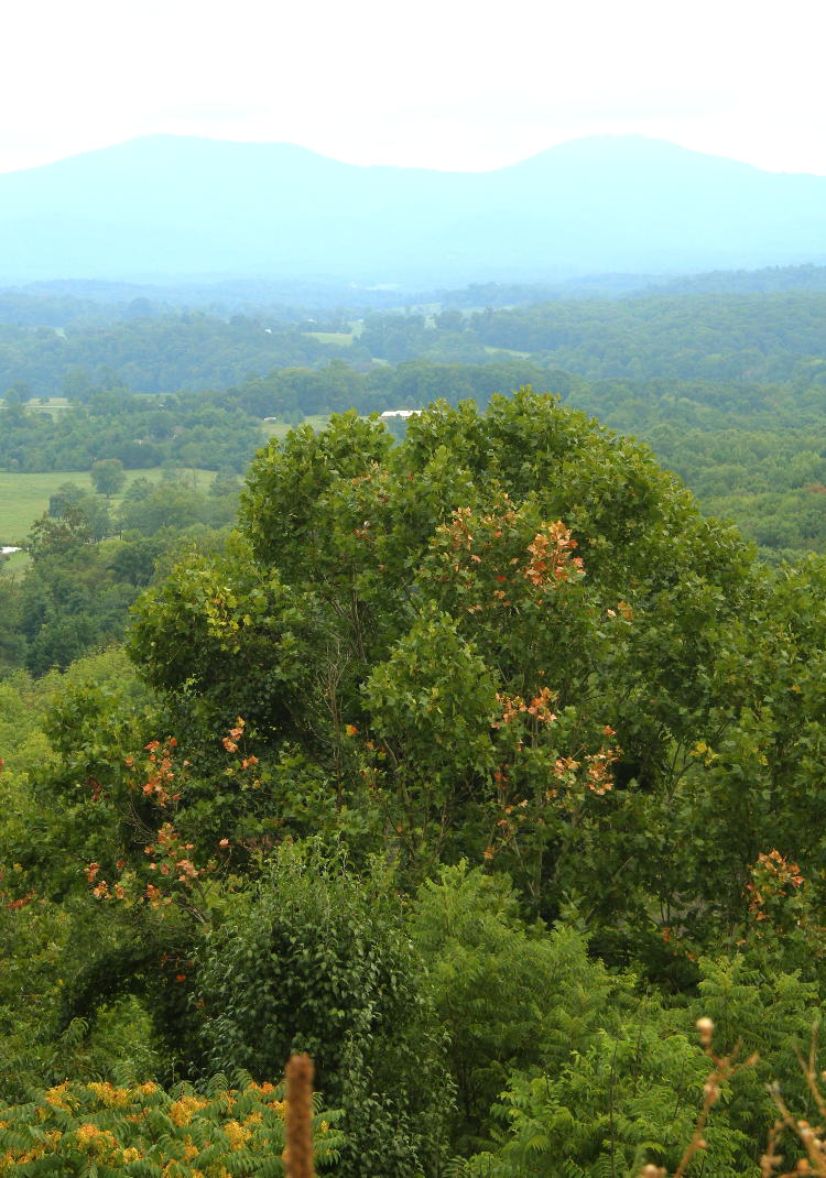 tree and mountain overlook in Virginia