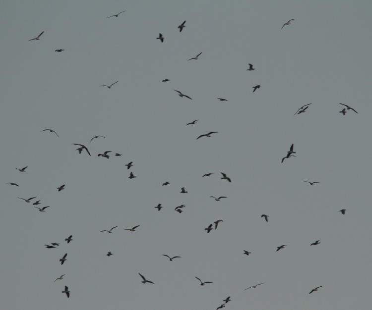 distant huge flock of seagulls