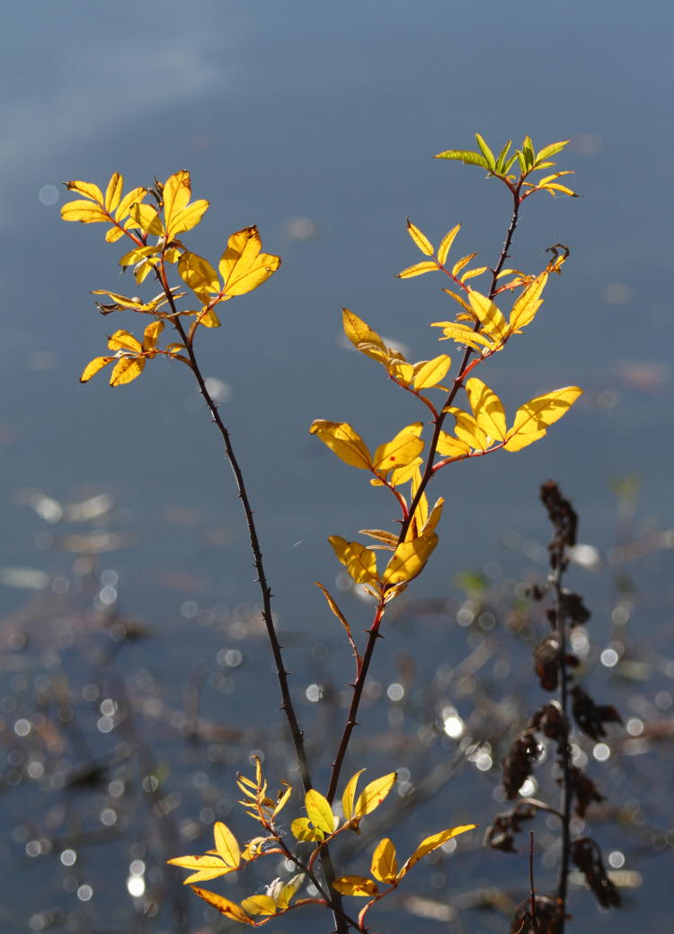 unidentified tree in fall yellow at side of pond