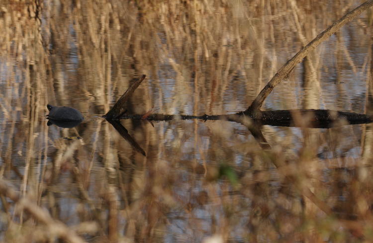 probably musk turtle in crowded drainage channel