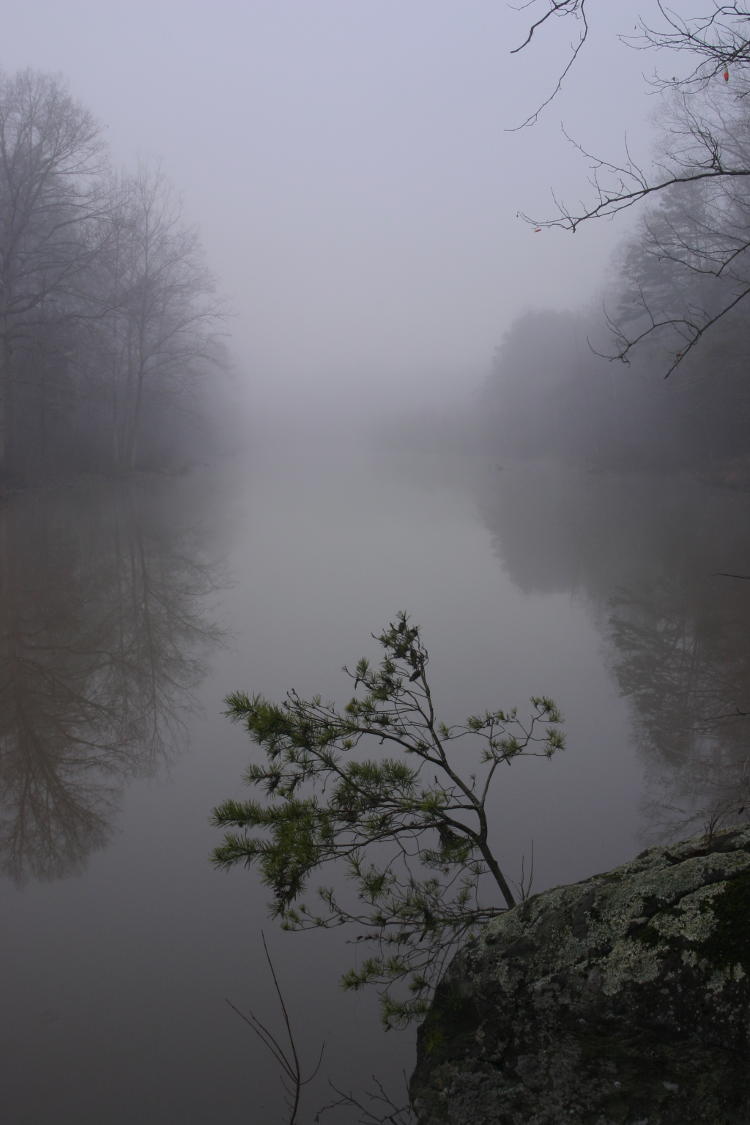 sapling against foggy lake