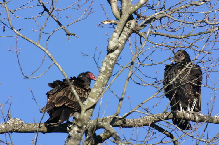 turkey vulture Cathartes aura and black vulture Coragyps atratus perched together in tree