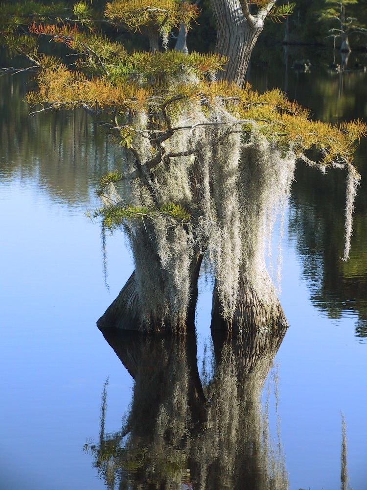 bald cypress Taxodium distichum in Jones Lake bearing Spanish moss Tillandsia usneoides