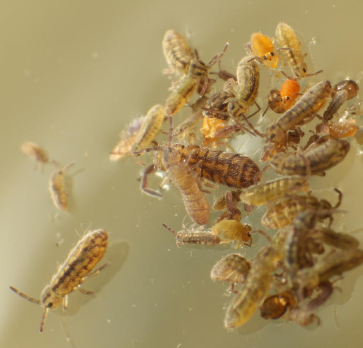 unidentified varied species of springtails