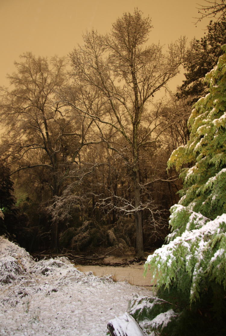 nighttime snow scene