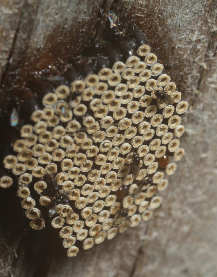 egg cluster of wheel bug with unidentified flies atop