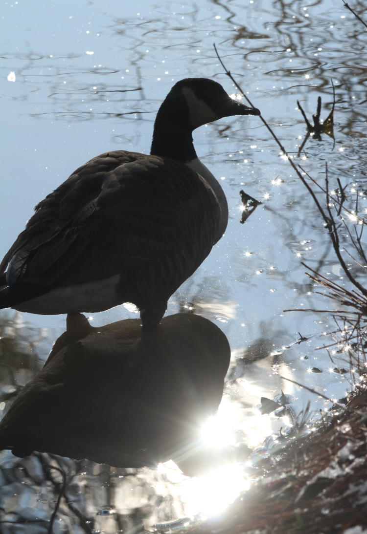 Canada goose Branta canadensis with sun's glare