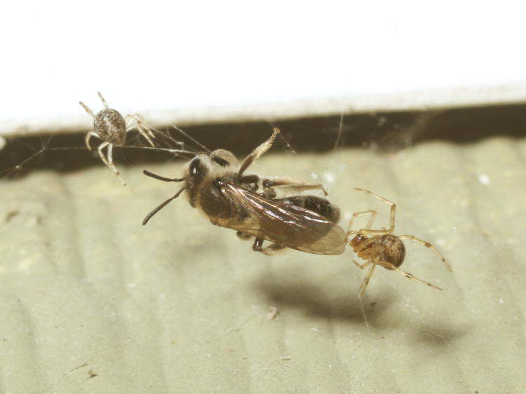 small hymenopteran 'sweat bee' captured in web with two unidentified cobweb spiders